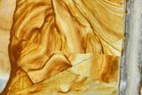 Polished Golden Picture Jasper Section - Nevada #144965-1